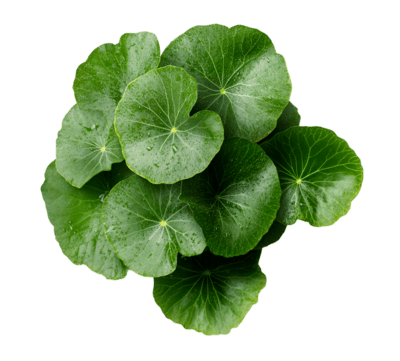 Centella Asiatica